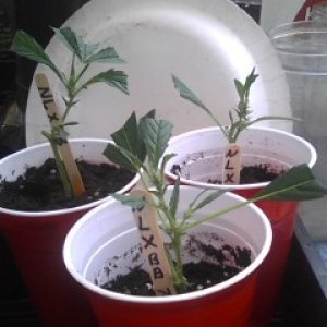 Northern Lights x Big Bud Clones and Seedlings