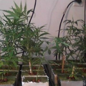 Clones and Seedlings