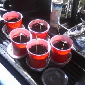 Germinated Clones and Seedlings