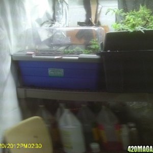 Clones and Seedlings