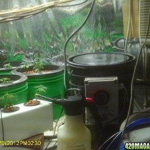 Clones and Seedlings