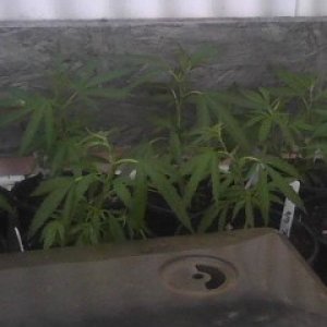 Clones and Seedlings