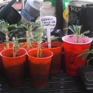 Clones and Seedlings