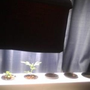 Clones and Seedlings