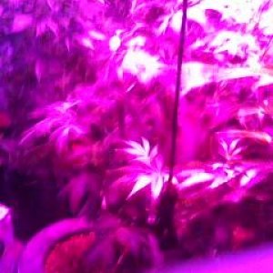 LED Flower room