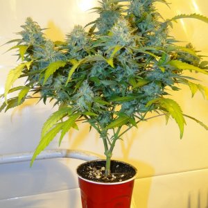 Solo Cup Comp.-Jilly Bean-Day 45 of Flowering