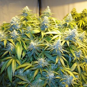 Organic Jilly Bean-Day 46 of Flowering