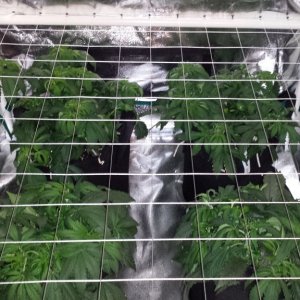 scrog equipment