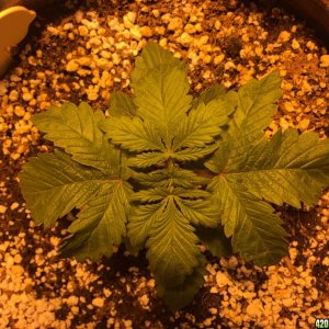 Day 17 Mutant BB