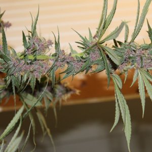 CK Seeds Purple kush DWC 6 weeks flowering