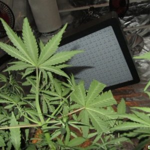 Malawi reg., Sativa Landrace from Africa