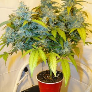 Organic Jilly Bean-Solo Cup-Day 48 of Flowering