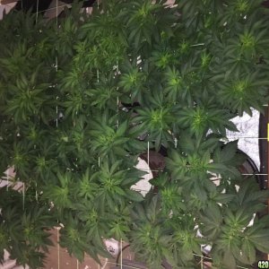 Scrog