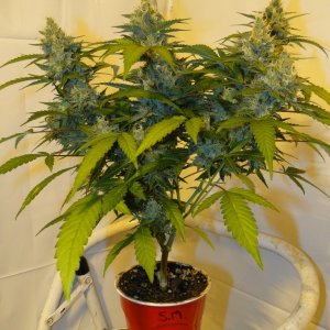 Organic Jilly Bean-Day 49 of Flowering