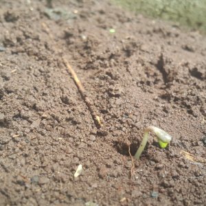 [Plant 1 - Day 2] Breaking the Surface