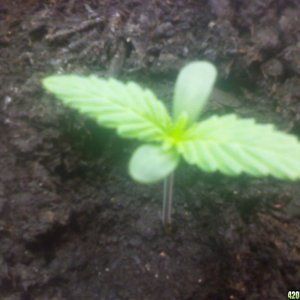 Unknown Bag Seed