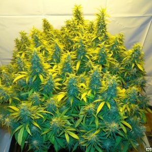 Organic Jilly Bean-Day 50 of Flowering