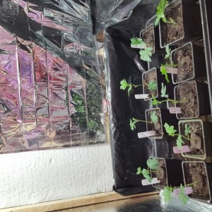 Grow Room