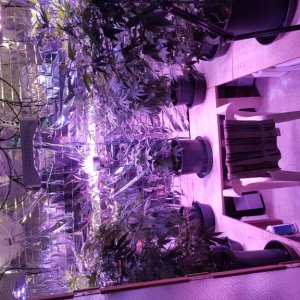 Grow Room