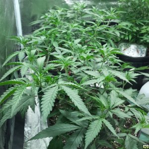 Strawberry Kush - Pineapple Haze -Blueberry Clones