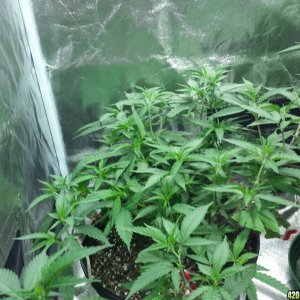 Strawberry Kush - Pineapple Haze -Blueberry Clones