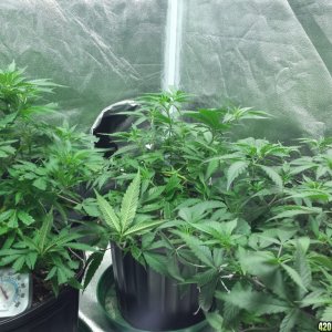 Strawberry Kush - Pineapple Haze -Blueberry Clones