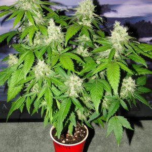 Solo Cup Comp.-Jilly Bean-Day 52 of Flowering