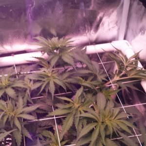 scrogging