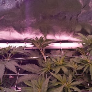 scrogging