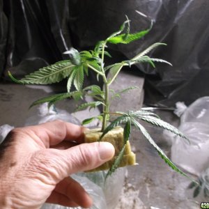 Rooted Clones