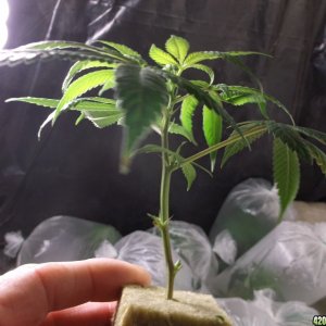 Rooted Clones