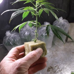 Rooted Clones