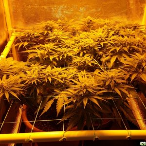 Critical mass cbd crew scrog