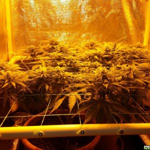 Critical mass cbd crew scrog