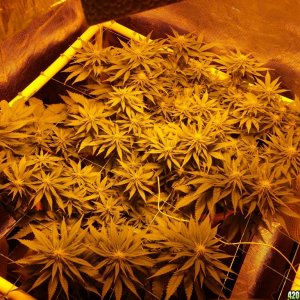 Critical mass cbd crew scrog