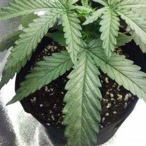 Nitrogen Toxicity? Trying to Diagnose