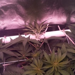 scrogging