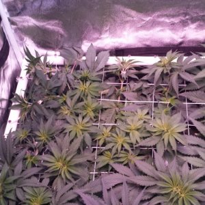 scrogging