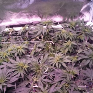 scrogging