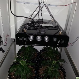 Grow room