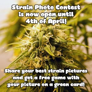 Strain photo contest