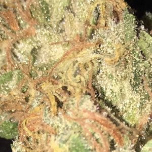 White Widow close up