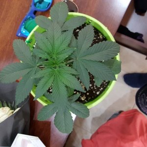 Durban 18 Days old