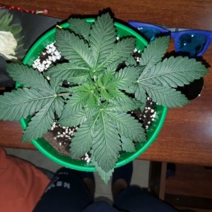 OG Kush feminized 18 Days old