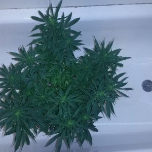 2nd cycle perpetual grow