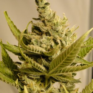 Organic Pandora's Box-Pheno #2 Main Cola