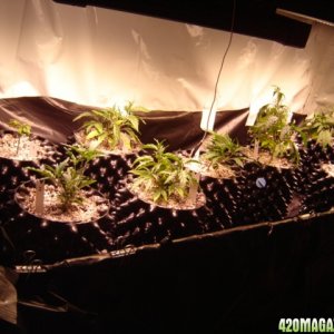 clones from flowering clones...