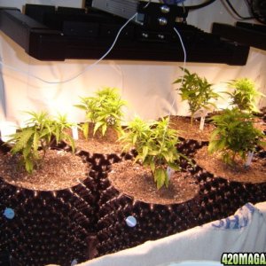 clones from flowering clones...