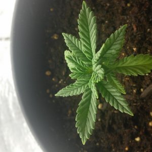 My first grow