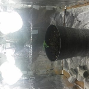 My first grow